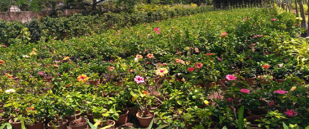 Landscaping Solutions in Chennai