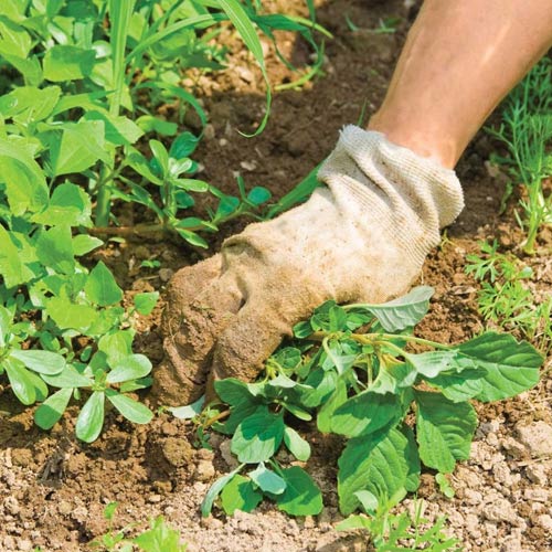Vegetable Garden in Chennai