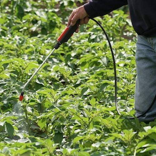 Vegetable Garden in Chennai