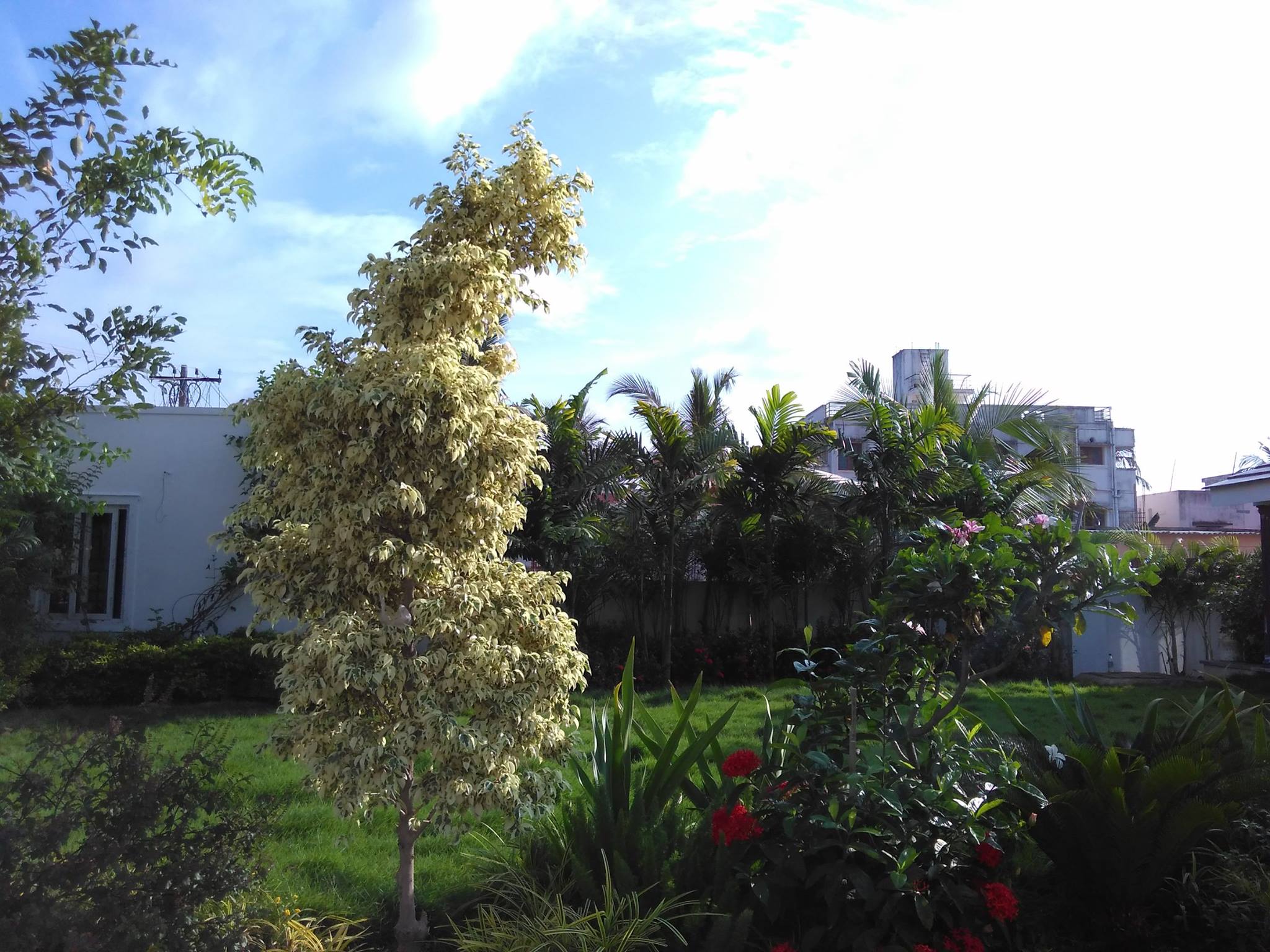 Vegetable Garden in Chennai