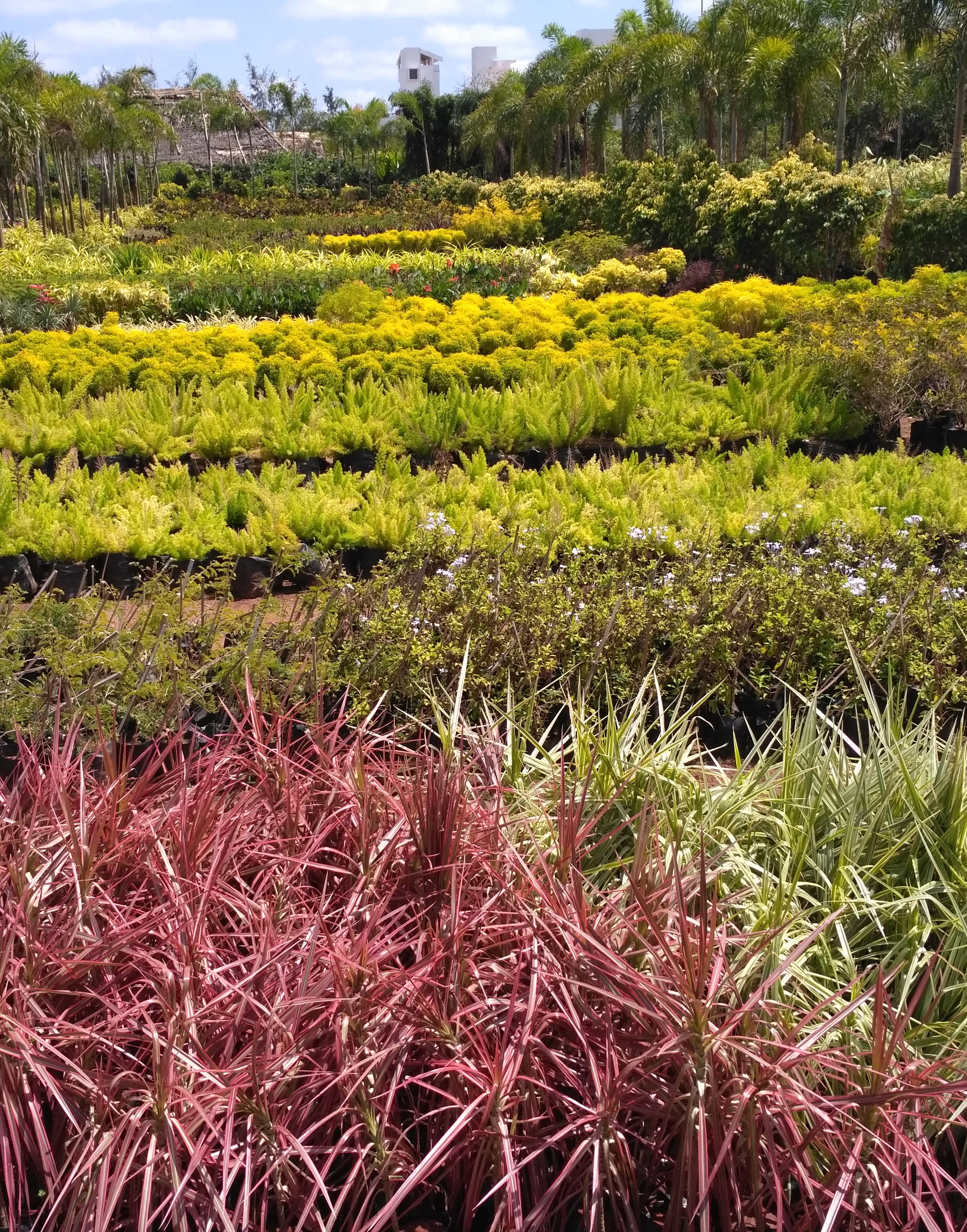 Vertical Garden in Chennai