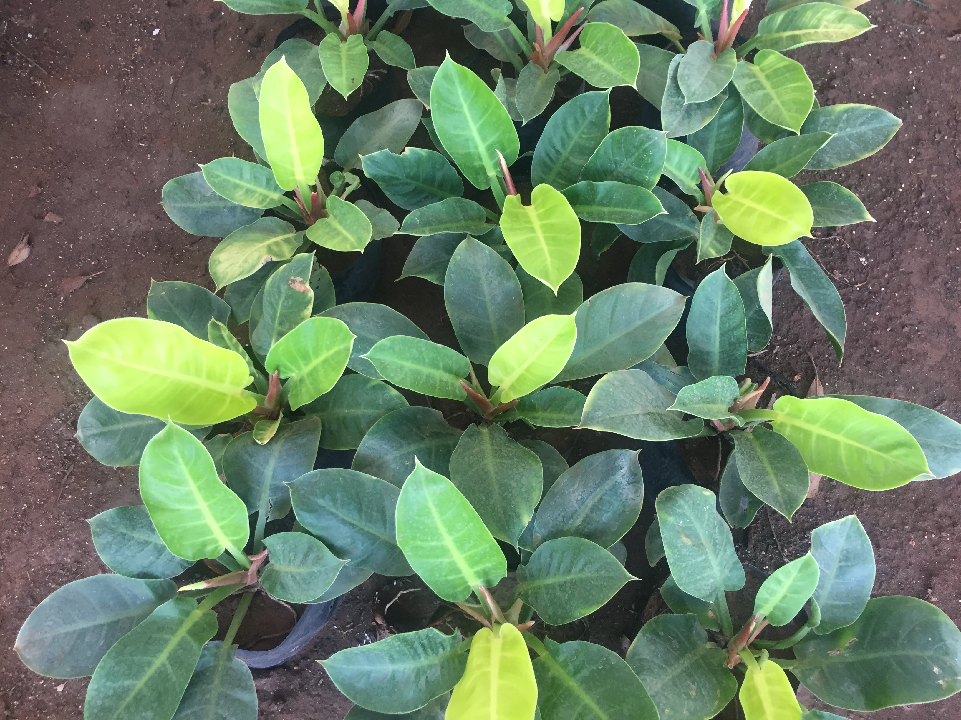 Terrace Garden in Chennai