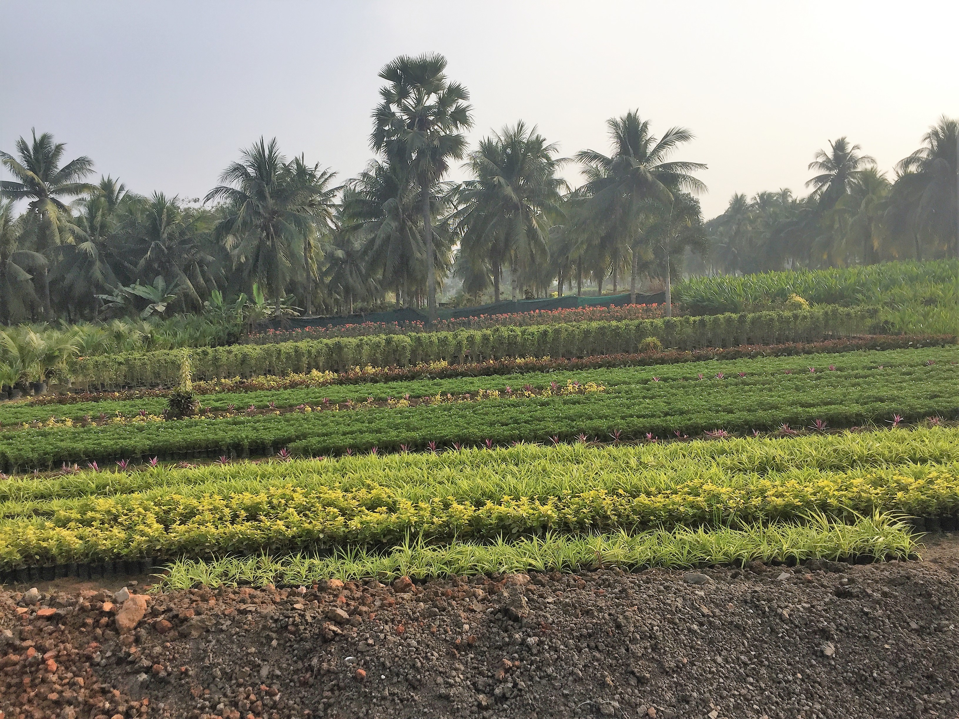 Vegetable Garden in Chennai