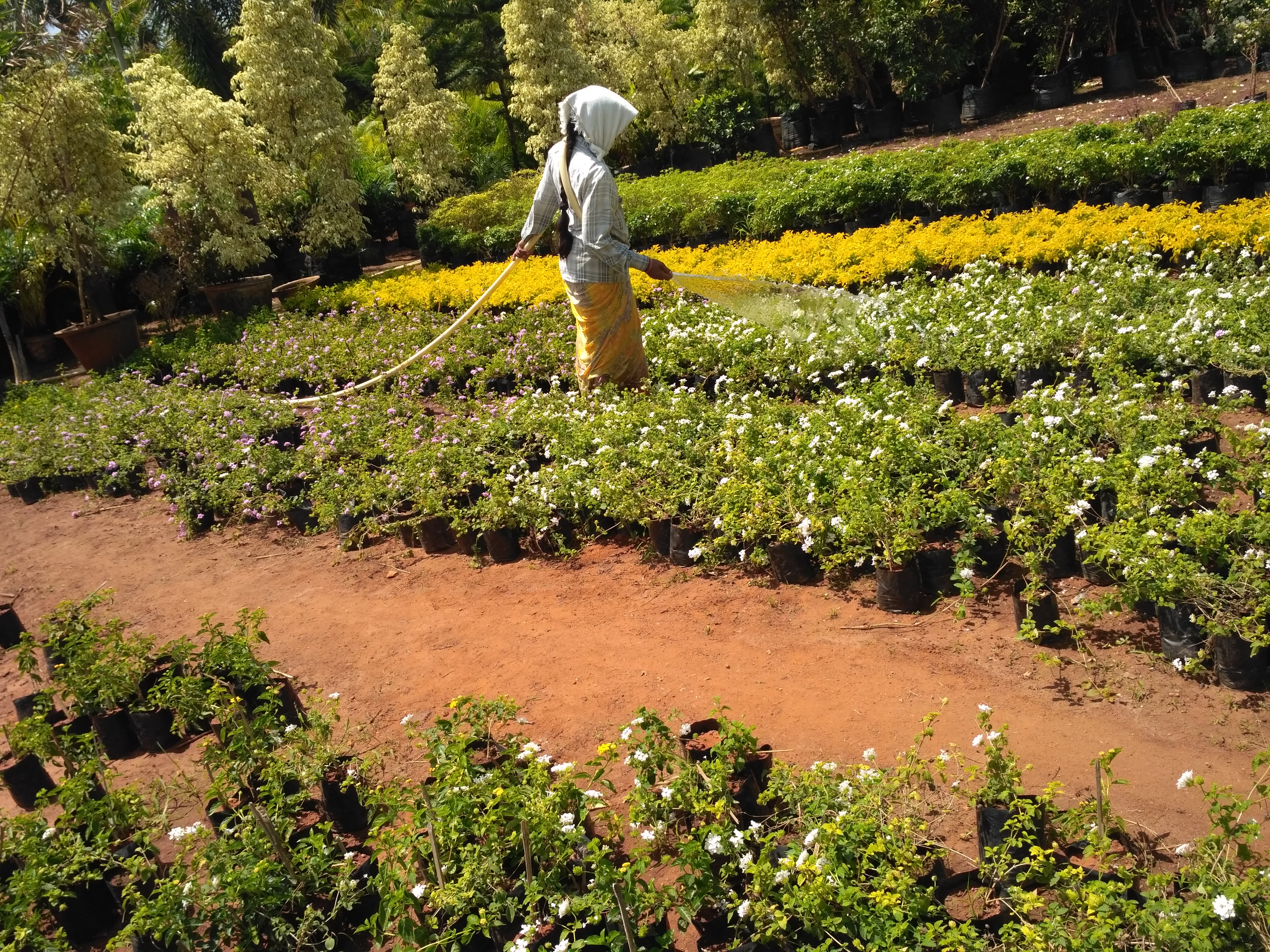 Landscaping Solutions in Chennai