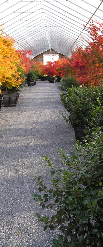 Vegetable Garden in Chennai